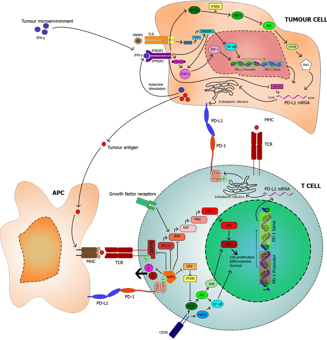 A schematic representation illustrating the signalling molecules that are linked with or influenced by the programmed death 1 (PD-1)/ programmed death ligand 1 (PD-L1) interaction.